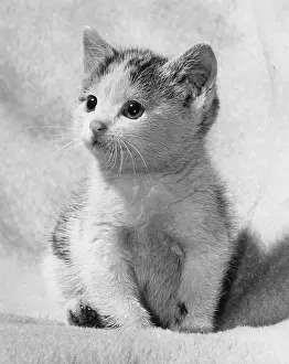Robin Adler: Cute kitten