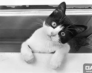 Topsy: Cute kitten looking straight at the camera
