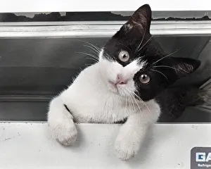 Topsy: Cute kitten looking straight at the camera