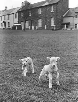 Lambing: TWO CUTE LAMBS