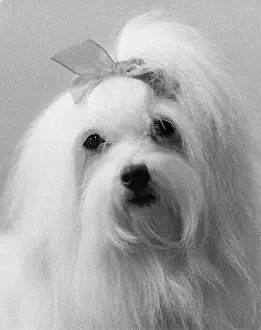 Lapdog: Cute lapdog, Manchester Dog Show