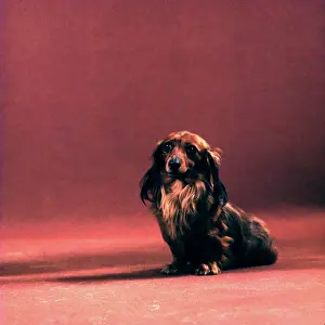 Robin Adler: Cute long-haired dachshund in studio portrait