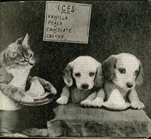 Ices: Cute Puppies: Ices