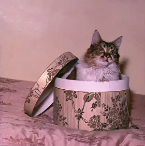 Hatbox: Cute tabby cat in a hatbox