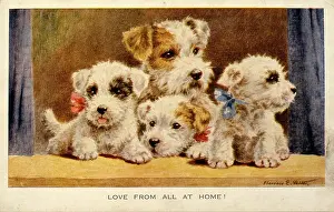 Valter: Four cute terrier puppies