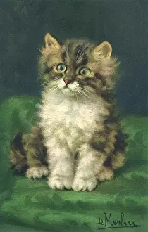 Tricolored: Cute Tricolored Tabby Kitten