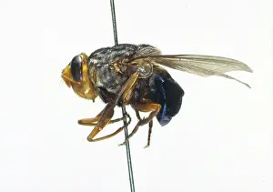Parasitic: Cuterebra, rodent botfly