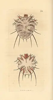 Mite: Cuticular mite, Acarus exulcerans