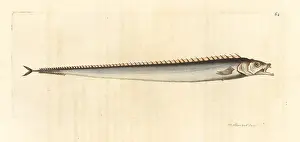 Elford: Cutlassfish, Lepidopus caudatus