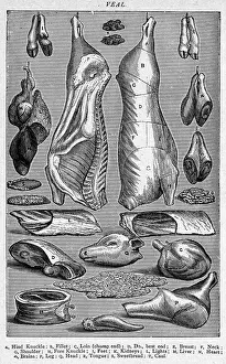 Brains: CUTS OF VEAL