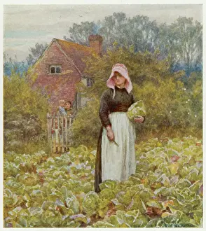 Cabbages: CUTTING CABBAGES/ALLINGH
