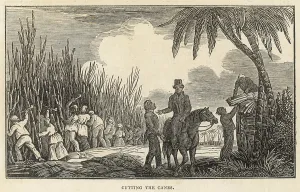 Antigua: Cutting Cane