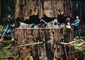 Redwood: Cutting a Giant Redwood Tree