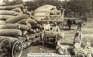 Hogs: Cutting giant sweetcorn for a giant hog, Canada