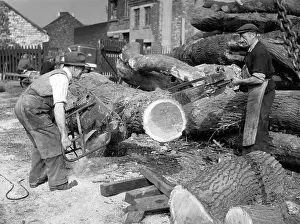 Felled: CUTTING HUGE LOGS