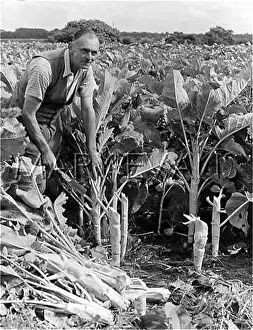 Kale: CUTTING KALE IN CHESHIRE
