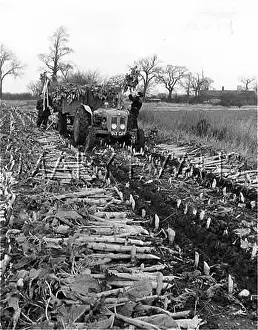 Kale: CUTTING KALE IN SUFFOLK