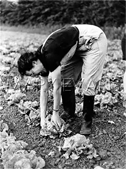 Lettuces: CUTTING LETTUCES