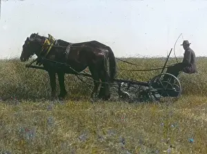 Grains: Cutting machine on the field