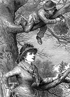 Mistletoe: Cutting the Mistletoe Bough for Christmas decoration