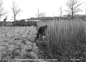 Scythe: Cutting Osiers for Basket Making, Lough Neagh