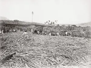 Barbados: Cutting sugar cane, Barbados, West Indies