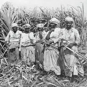 Montego: Cutting sugar cane, Montego, Jamaica