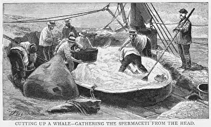 Spermaceti: Cutting up a Whale