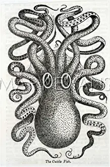 Tentacles: A CUTTLEFISH