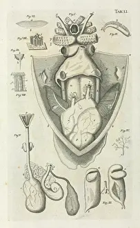 Cephalopoda: Cuttlefish dissection drawing