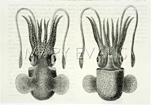 Cuttlefish: TWO CUTTLEFISH VIEWS