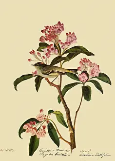 Sprig: Cuvier's Kinglet