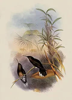 Campylopterus: Cuvier's Sabre-Wing, Campylopterus Cuvieri
