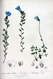Lobata: Cyananthus lobata and integra + Codonopsis ovata