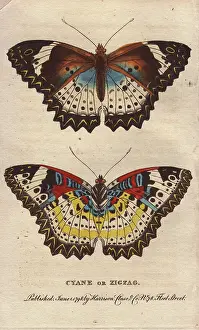 Cyane: Cyane or Zigzag butterfly, Leopard Lacewing, Cethosia cyane