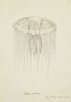 Hydrozoa: Cyanea sp. lion's mane jellyfish