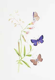 Gossamer: Cyaniris semiargus, mazarine blue
