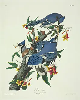 Corvidae: Cyanocitta cristata, blue jay