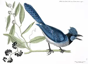 Corvidae: Cyanocitta cristata, blue jay