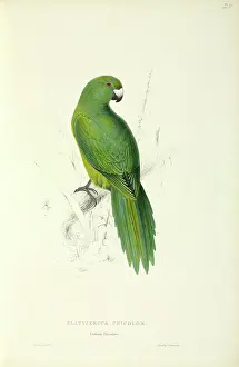 Parakeet: Cyanoramphos unicolor, Antipodes parakeet