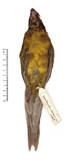 Parakeet: Cyanoramphus ulietanus, Raiatea parakeet