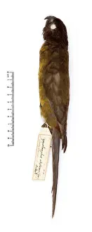 Parakeet: Cyanoramphus ulietanus, Raiatea parakeet