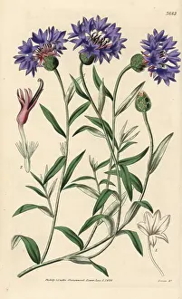 Prostrate: Cyanus depressus