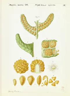 Bauer: Cyathea brownii