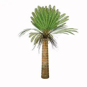 Cycad: Cycad plant on white background