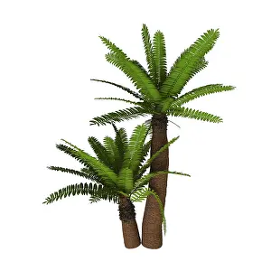 Evergreen: Cycad plant on white background