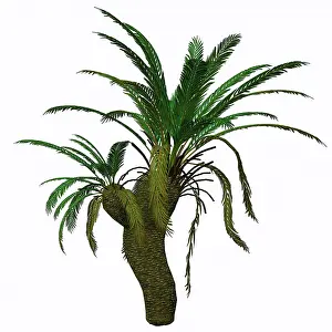 Evergreen: Cycad plant on white background