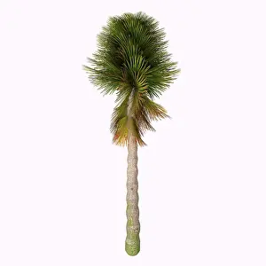 Fern: Cycad tree from the Triassic period