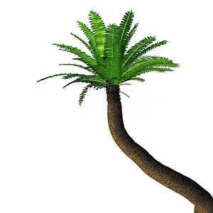 Fern: Cycad tree, white background