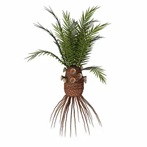 Cycad: Cycadeoidea plant on white background